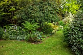 HIGHFIELD FARM, MONMOUTHSHIRE: JULY, WOODLAND, SHADE, SHADY, PURPLE HYDRANGEA, TREE FERN, DICKSONIA ANTARCTICA, LAWN, PATH