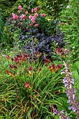 HIGHFIELD FARM, MONMOUTHSHIRE: JULY, BORDER, ROSE, ROSA YOURE BEAUTIFUL, ACTEA SIMPLEX BLACK NEGLIGEE, HEMEROCALLIS AMERICAN REVOLUTION