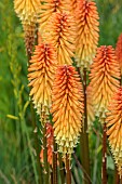 HIGHFIELD FARM, MONMOUTHSHIRE: JULY, ORANGE, YELLOW FLOWERS, BLOOMS OF KNIPHOFIA TAWNY KING, RED HOT POKER, PERENNIALS, SPIRES