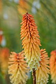 HIGHFIELD FARM, MONMOUTHSHIRE: JULY, ORANGE, YELLOW FLOWERS, BLOOMS OF KNIPHOFIA TAWNY KING, RED HOT POKER, PERENNIALS, SPIRES