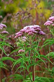 HIGHFIELD FARM, MONMOUTHSHIRE: JULY, PINK FLOWERS, BLOOMS OF EUPATORIUM CANNABINUM, HEMP AGRIMONY, PERENNIALS