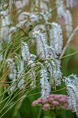 HIGHFIELD FARM, MONMOUTHSHIRE: JULY, WHITE, FLOWERS, BLOOMS OF SANGUISORBA TENUIFOLIA ALBA, FLUFFY, SOFT, PERENNIALS