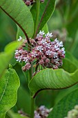 HIGHFIELD FARM, MONMOUTHSHIRE: JULY, PINK FLOWERS, BLOOMS OF ASCLEPIAS SYRIACA, MILKWEED, BUTTERFLY, WEED, PERENNIALS