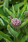 HIGHFIELD FARM, MONMOUTHSHIRE: JULY, PINK FLOWERS, BLOOMS OF ASCLEPIAS SYRIACA, MILKWEED, BUTTERFLY, WEED, PERENNIALS