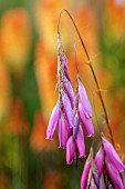 HIGHFIELD FARM, MONMOUTHSHIRE: JULY, PINK FLOWERS, BLOOMS OF DIERAMA PULCHERRIMUM, ANGELS FISHING ROD, PERENNIALS