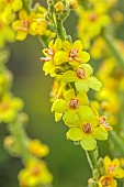 HIGHFIELD FARM, MONMOUTHSHIRE: JULY, YELLOW, FLOWERS, BLOOMS OF VERBASCUM OLYMPICUM, MULLEIN, PERENNIALS