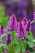 HIGHFIELD FARM, MONMOUTHSHIRE: JULY, PINK, PURPLE FLOWERS, BLOOMS OF STACHYS OFFICINALIS HUMMELO, PERENNIALS