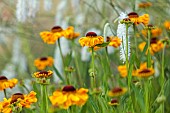 HIGHFIELD FARM, MONMOUTHSHIRE: JULY, YELLOW, ORANGE FLOWERS, BLOOMS OF HELENIUM SAHINS EARLY FLOWERER, PERENNIALS