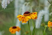 HIGHFIELD FARM, MONMOUTHSHIRE: JULY, YELLOW, ORANGE FLOWERS, BLOOMS OF HELENIUM SAHINS EARLY FLOWERER, PERENNIALS