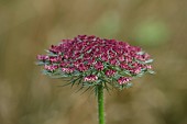 HIGHFIELD FARM, MONMOUTHSHIRE: JULY: PURPLE, PINK FLOWER OF CARROT, DAUCUS CARROTA DARA, WILD CARROT