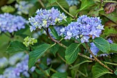 HIGHFIELD FARM, MONMOUTHSHIRE: JULY, PALE BLUE FLOWERS OF HYDRANGEA MACROPHYLLA CRUG SELECTION, SHRUBS