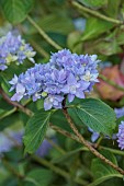HIGHFIELD FARM, MONMOUTHSHIRE: JULY, PALE BLUE FLOWERS OF HYDRANGEA MACROPHYLLA CRUG SELECTION, SHRUBS