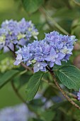 HIGHFIELD FARM, MONMOUTHSHIRE: JULY, PALE BLUE FLOWERS OF HYDRANGEA MACROPHYLLA CRUG SELECTION, SHRUBS