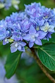 HIGHFIELD FARM, MONMOUTHSHIRE: JULY, PALE BLUE FLOWERS OF HYDRANGEA MACROPHYLLA CRUG SELECTION, SHRUBS