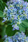 HIGHFIELD FARM, MONMOUTHSHIRE: JULY, PALE BLUE FLOWERS OF HYDRANGEA MACROPHYLLA CRUG SELECTION, SHRUBS