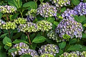 HIGHFIELD FARM, MONMOUTHSHIRE: JULY, PALE PURPLE FLOWERS OF UNNAMED HYDRANGEA, SHRUBS