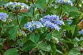 HIGHFIELD FARM, MONMOUTHSHIRE: JULY, PALE BLUE FLOWERS OF HYDRANGEA MACROPHYLLA CRUG SELECTION, SHRUBS
