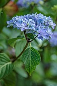 HIGHFIELD FARM, MONMOUTHSHIRE: JULY, PALE BLUE FLOWERS OF HYDRANGEA MACROPHYLLA CRUG SELECTION, SHRUBS