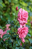 HIGHFIELD FARM, MONMOUTHSHIRE: JULY, PINK FLOWERS OF ROSE, ROSA YOURE BEAUTIFUL, FLORIBUNDA ROSE