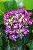 HIGHFIELD FARM, MONMOUTHSHIRE: JULY, PURPLE FLOWERS OF UNKNOWN HERITAGE HYDRANGEA