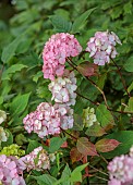 HIGHFIELD FARM, MONMOUTHSHIRE: JULY, PINK, CREAM FLOWERS OF HYDRANGEA SERRATA PREZIOSA, SHRUBS