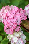 HIGHFIELD FARM, MONMOUTHSHIRE: JULY, PINK, CREAM FLOWERS OF HYDRANGEA SERRATA PREZIOSA, SHRUBS