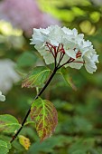HIGHFIELD FARM, MONMOUTHSHIRE: JULY, WHITE, CREAM FLOWERS OF HYDRANGEA MACROPHYLLA BLACK STEEL ZEBRA, SHRUBS