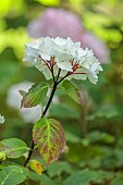 HIGHFIELD FARM, MONMOUTHSHIRE: JULY, WHITE, CREAM FLOWERS OF HYDRANGEA MACROPHYLLA BLACK STEEL ZEBRA, SHRUBS