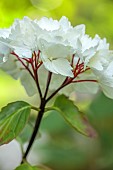 HIGHFIELD FARM, MONMOUTHSHIRE: JULY, WHITE, CREAM FLOWERS OF HYDRANGEA MACROPHYLLA BLACK STEEL ZEBRA, SHRUBS