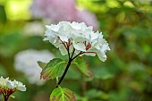 HIGHFIELD FARM, MONMOUTHSHIRE: JULY, WHITE, CREAM FLOWERS OF HYDRANGEA MACROPHYLLA BLACK STEEL ZEBRA, SHRUBS