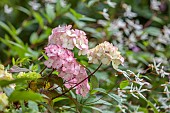 HIGHFIELD FARM, MONMOUTHSHIRE: JULY, PINK, CREAM FLOWERS OF HYDRANGEA SERRATA PREZIOSA, SHRUBS