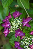 HIGHFIELD FARM, MONMOUTHSHIRE: JULY, PURPLE FLOWERS OF HYDRANGEA MACROPHYLLA SANGUINE MERVEILLE, SHRUBS