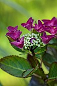 HIGHFIELD FARM, MONMOUTHSHIRE: JULY, PURPLE FLOWERS OF HYDRANGEA MACROPHYLLA SANGUINE MERVEILLE, SHRUBS