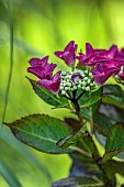 HIGHFIELD FARM, MONMOUTHSHIRE: JULY, PURPLE FLOWERS OF HYDRANGEA MACROPHYLLA SANGUINE MERVEILLE, SHRUBS
