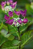 HIGHFIELD FARM, MONMOUTHSHIRE: JULY, PURPLE FLOWERS OF HYDRANGEA MACROPHYLLA SANGUINE MERVEILLE, SHRUBS
