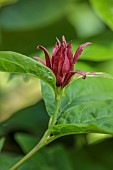 HIGHFIELD FARM, MONMOUTHSHIRE: JULY, RED FLOWERS OF CALYCNTHUS FLORIDUS, CAROLINA ALLSPICE, DECIDUOUS, SHRUB