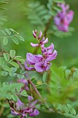 HIGHFIELD FARM, MONMOUTHSHIRE: JULY, PINK, PURPLE,  FLOWERS, BLOOMS OF INDIGOFERA HETERANTHA, HIMALAYAN INDIGO, SHRUB