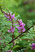 HIGHFIELD FARM, MONMOUTHSHIRE: JULY, PINK, PURPLE,  FLOWERS, BLOOMS OF INDIGOFERA HETERANTHA, HIMALAYAN INDIGO, SHRUB