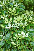 HIGHFIELD FARM, MONMOUTHSHIRE: JULY, WHITE BRACTS OF DOGWOOD, CORNUS HONKONGENSIS, HONG KONG DOGWOOD, SHRUBS, TREES