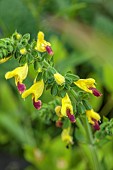HIGHFIELD FARM, MONMOUTHSHIRE: JULY, YELOW, RED, FLOWERS, BLOOMS OF SALVIA BULLEYANA BLUE LIPS, SAGE