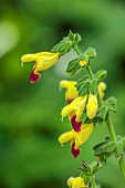 HIGHFIELD FARM, MONMOUTHSHIRE: JULY, YELOW, RED, FLOWERS, BLOOMS OF SALVIA BULLEYANA BLUE LIPS, SAGE