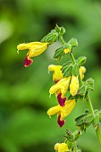 HIGHFIELD FARM, MONMOUTHSHIRE: JULY, YELOW, RED, FLOWERS, BLOOMS OF SALVIA BULLEYANA BLUE LIPS, SAGE