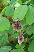 HIGHFIELD FARM, MONMOUTHSHIRE: JULY, PURPLE BRACTS OF AMICIA ZYGOMERIS, LEAVES, FOLIAGE, PERENNIALS, YOKE LEAVED AMICIA