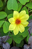 HIGHFIELD FARM, MONMOUTHSHIRE: JULY, YELLOW FLOWERS, BLOOMS OF DAHLIA BISHOP OF YORK, PERENNIALS