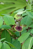 HIGHFIELD FARM, MONMOUTHSHIRE: JULY, PURPLE BRACTS OF AMICIA ZYGOMERIS, LEAVES, FOLIAGE, PERENNIALS, YOKE LEAVED AMICIA