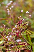 HIGHFIELD FARM, MONMOUTHSHIRE: JULY, PALE PINK FLOWERS, BLOOMS OF PERSICARIA RUNCINATA PURPLE FANTASY, PERENNIALS, LEAVES, FOLIAGE