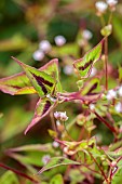 HIGHFIELD FARM, MONMOUTHSHIRE: JULY, PALE PINK FLOWERS, BLOOMS OF PERSICARIA RUNCINATA PURPLE FANTASY, PERENNIALS, LEAVES, FOLIAGE