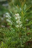 HIGHFIELD FARM, MONMOUTHSHIRE: JULY, WHITE FLOWERS, BLOOMS OF LOMATIA TINCTORIA FROM TASMANIA, FOLIAGE, LEAVES, EVERGREEN, SHRUBS