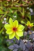 HIGHFIELD FARM, MONMOUTHSHIRE: JULY, YELLOW FLOWERS, BLOOMS OF DAHLIA BISHOP OF YORK, PERENNIALS