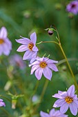 HIGHFIELD FARM, MONMOUTHSHIRE: JULY, PINK, PURPLE FLOWERS, BLOOMS OF DAHLIA MERCKII, PERENNIALS